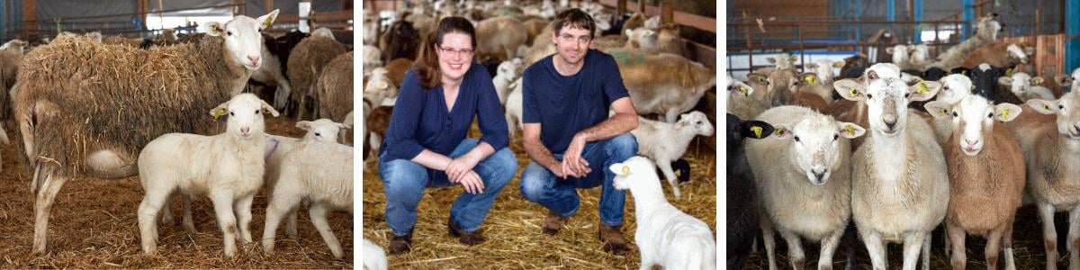 Ursina Studhalter and Andrew Bos and their sheep