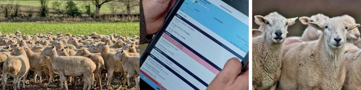 banner-Hayden-Woolley-Farmers-Weekly-2023