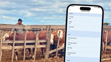 Android screenshot of iLivestock Grouping Stats feature alongside a livestock farmer in Argentina managing a herd of cattle in the field.