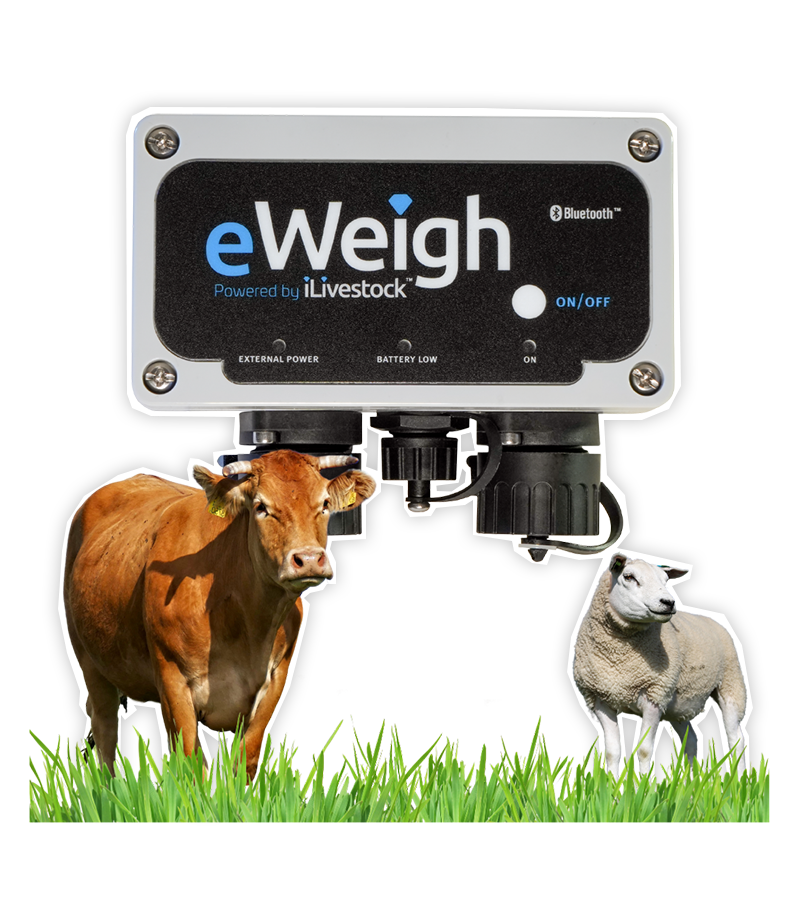HeroEweigh