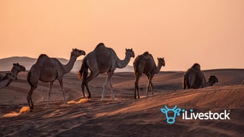 iLivestock attends UAE Scotland Week 2026 to explore international partnerships