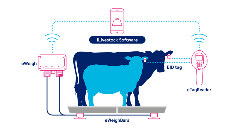 iLivestock Full System Sheep & Cattle iLivestock Full System Sheep & Cattle