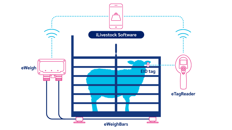iLivestock Full System Sheep