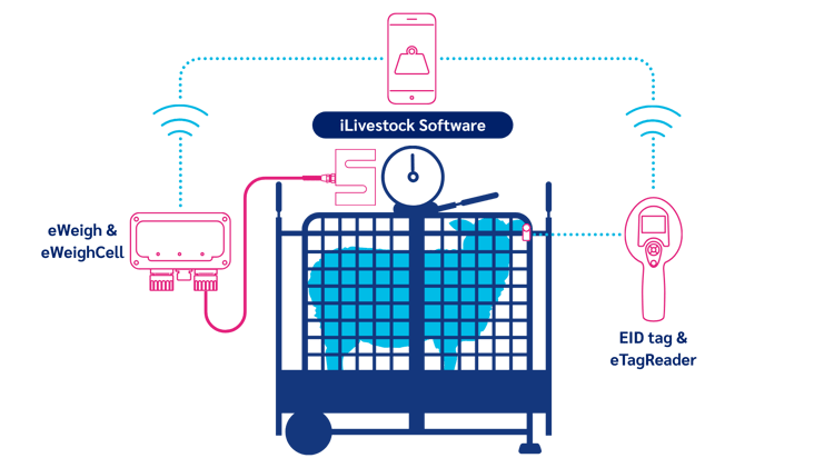 iLivestock eWeighCell System
