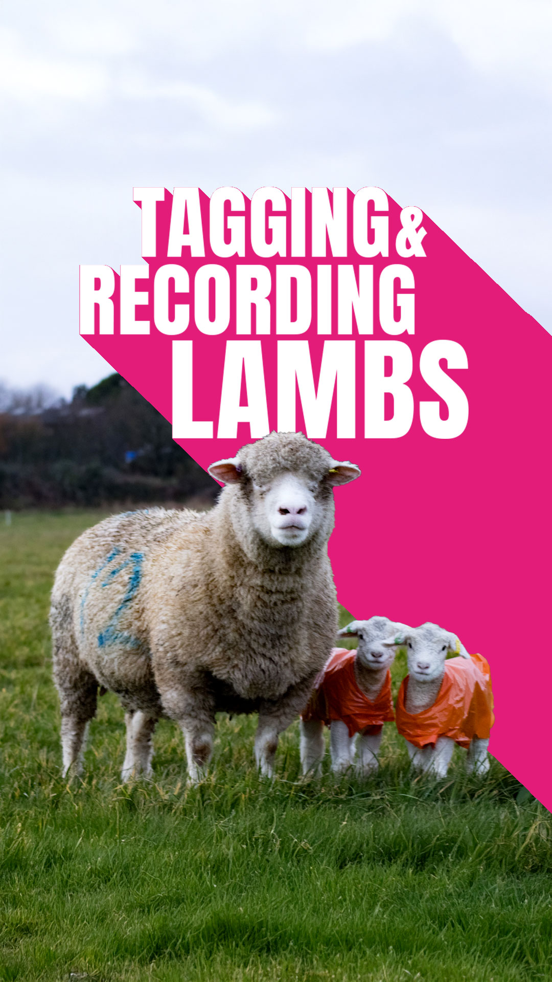 02-Tagging-and-Recording-Lambs