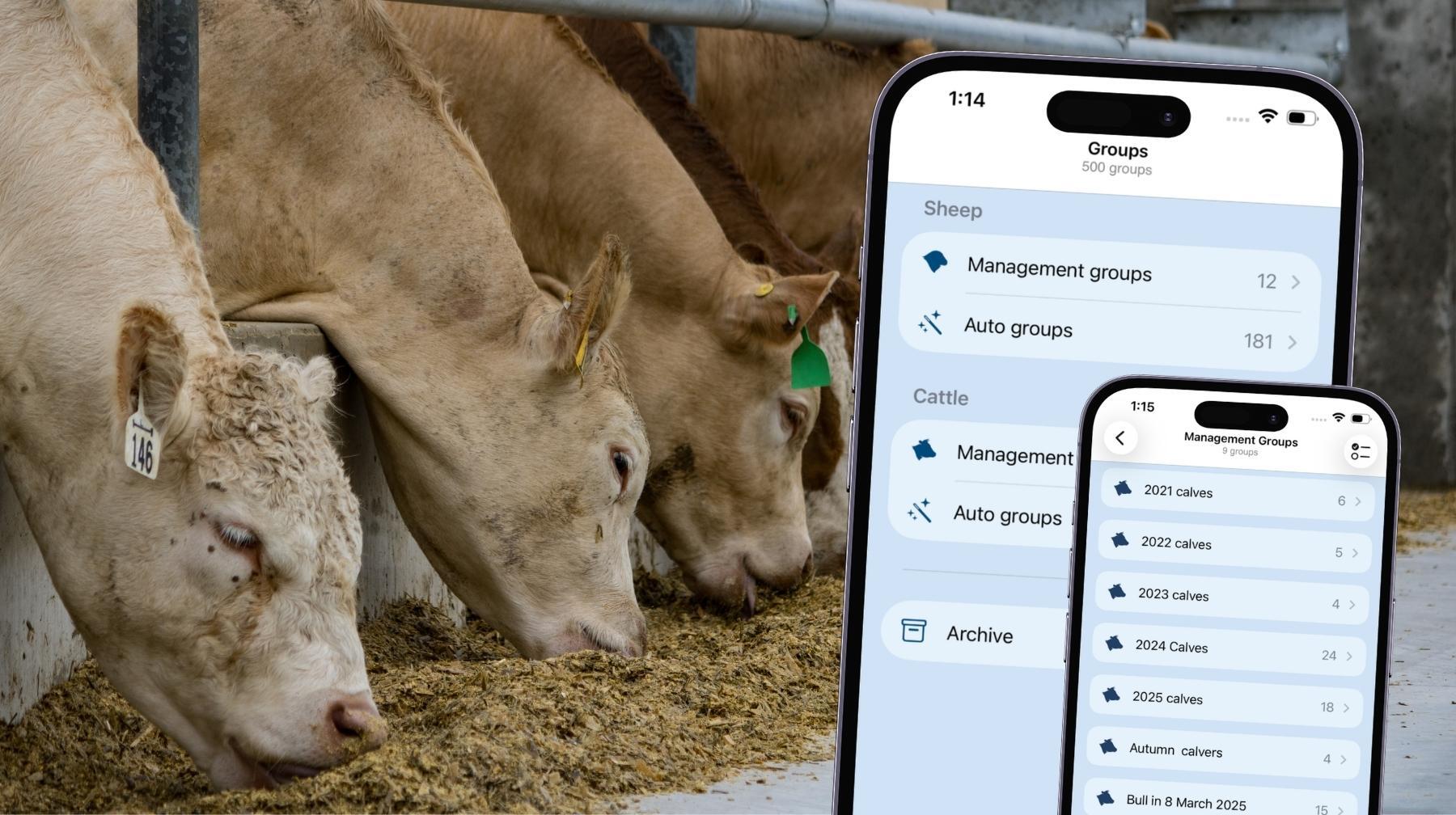 Cows feeding together in a shed alongside iLivestock mobile app screenshots showing the updated Groups feature for livestock management