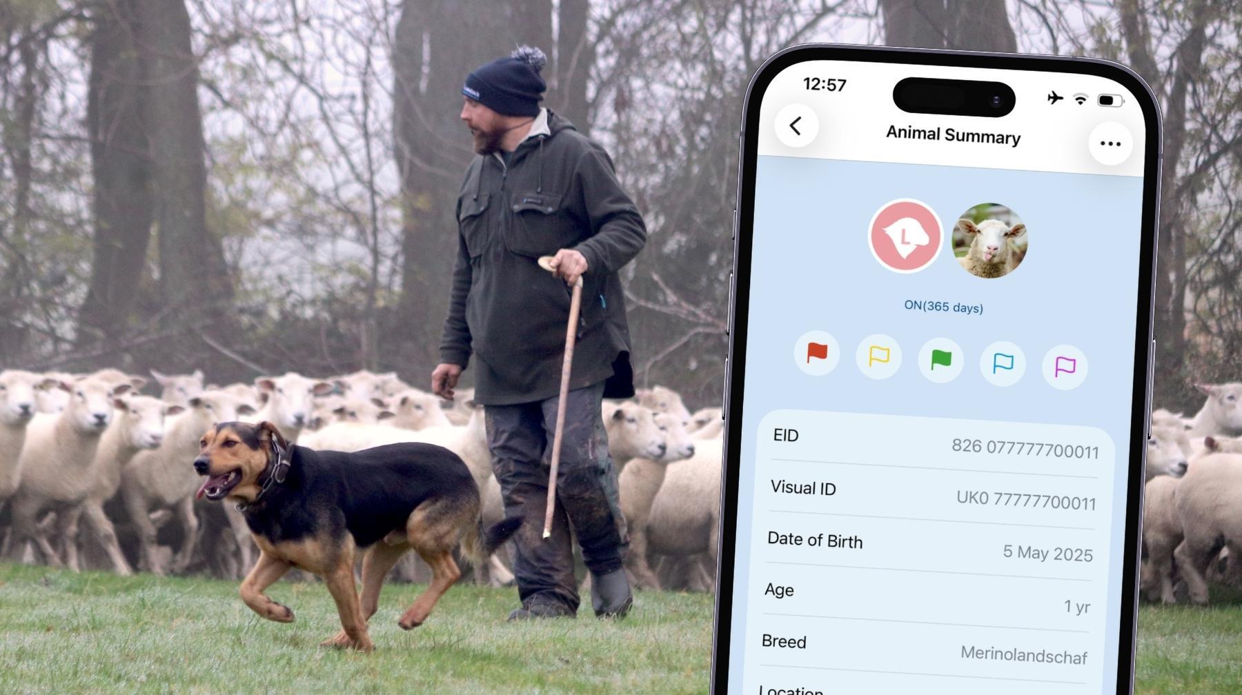 Refreshed animal recording screens in the iLivestock app