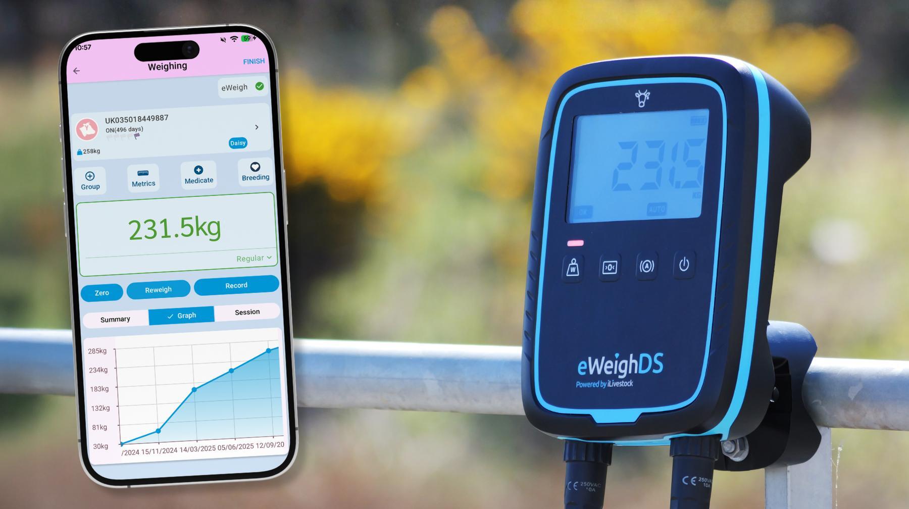 iLivestock launches eWeighDS, a new connected digital weigh head for cattle and sheep enterprises