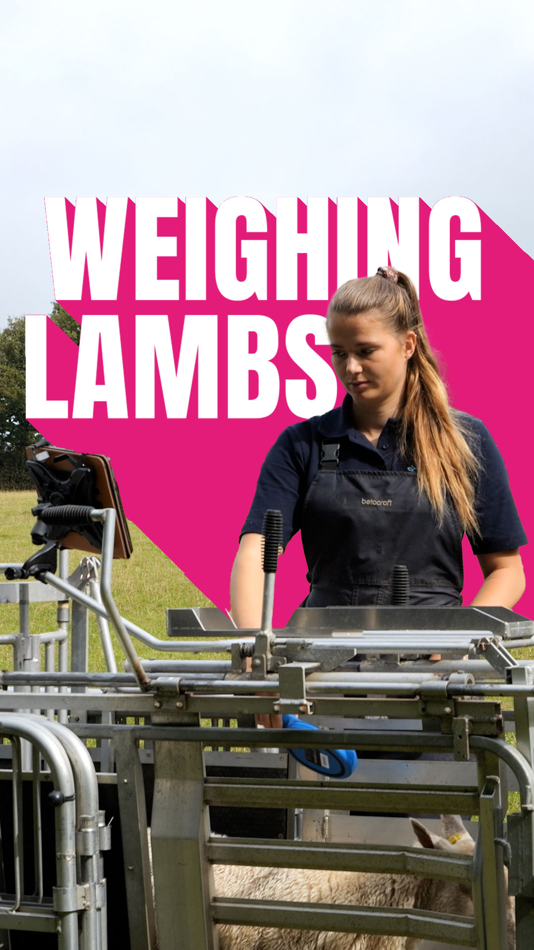 03-Weighing-Lambs