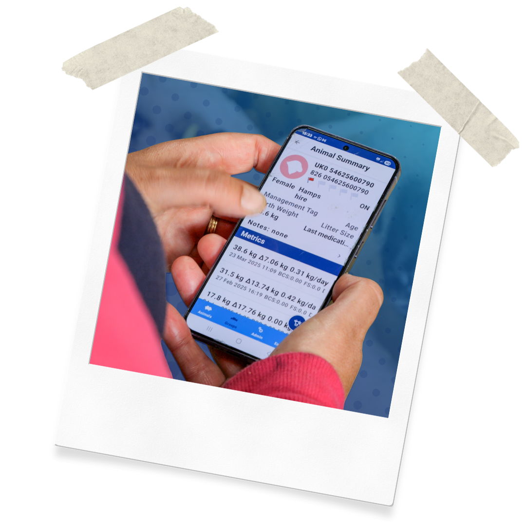 Post it App Sheep Close