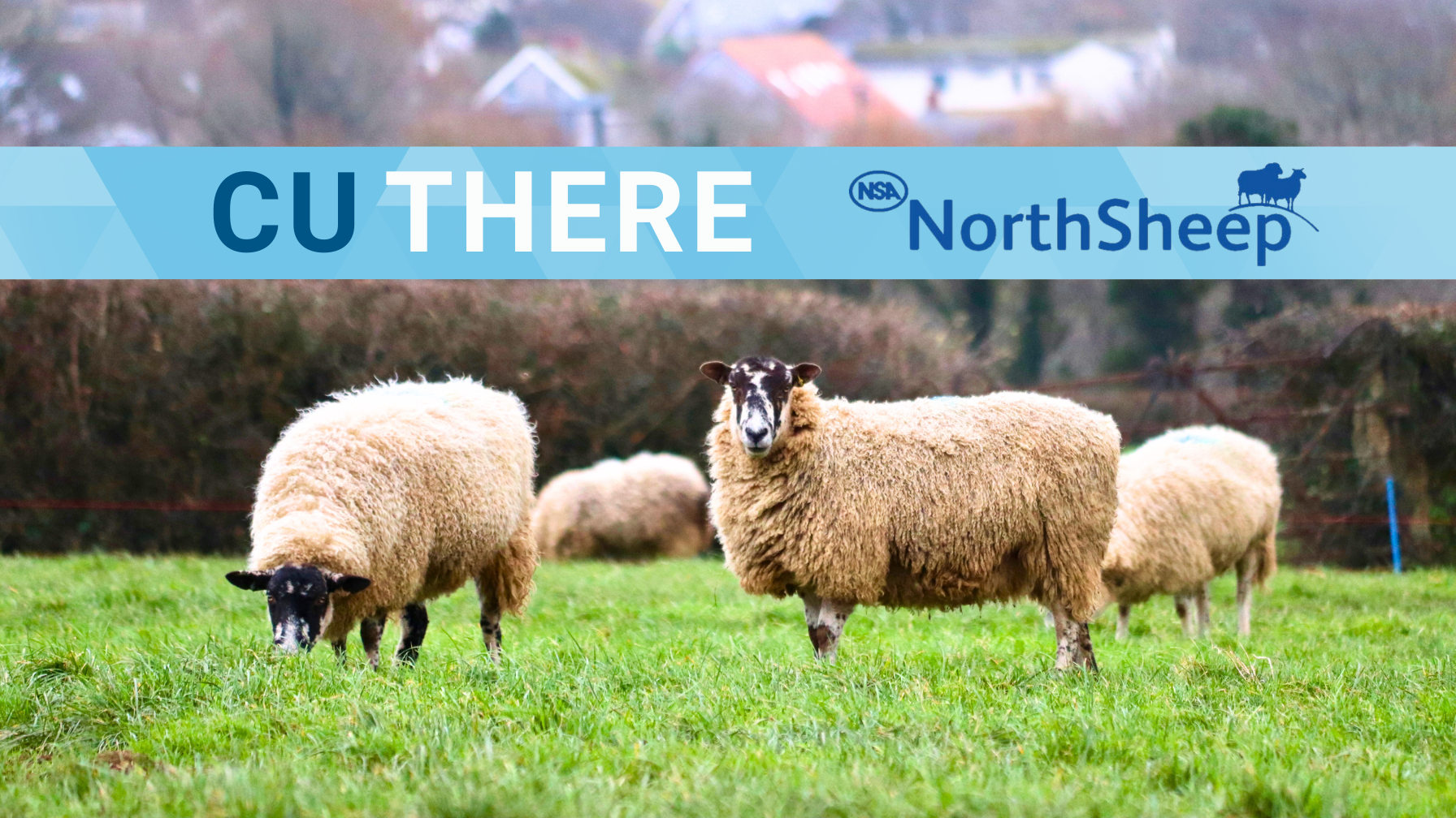 header-NSA-North-Sheep