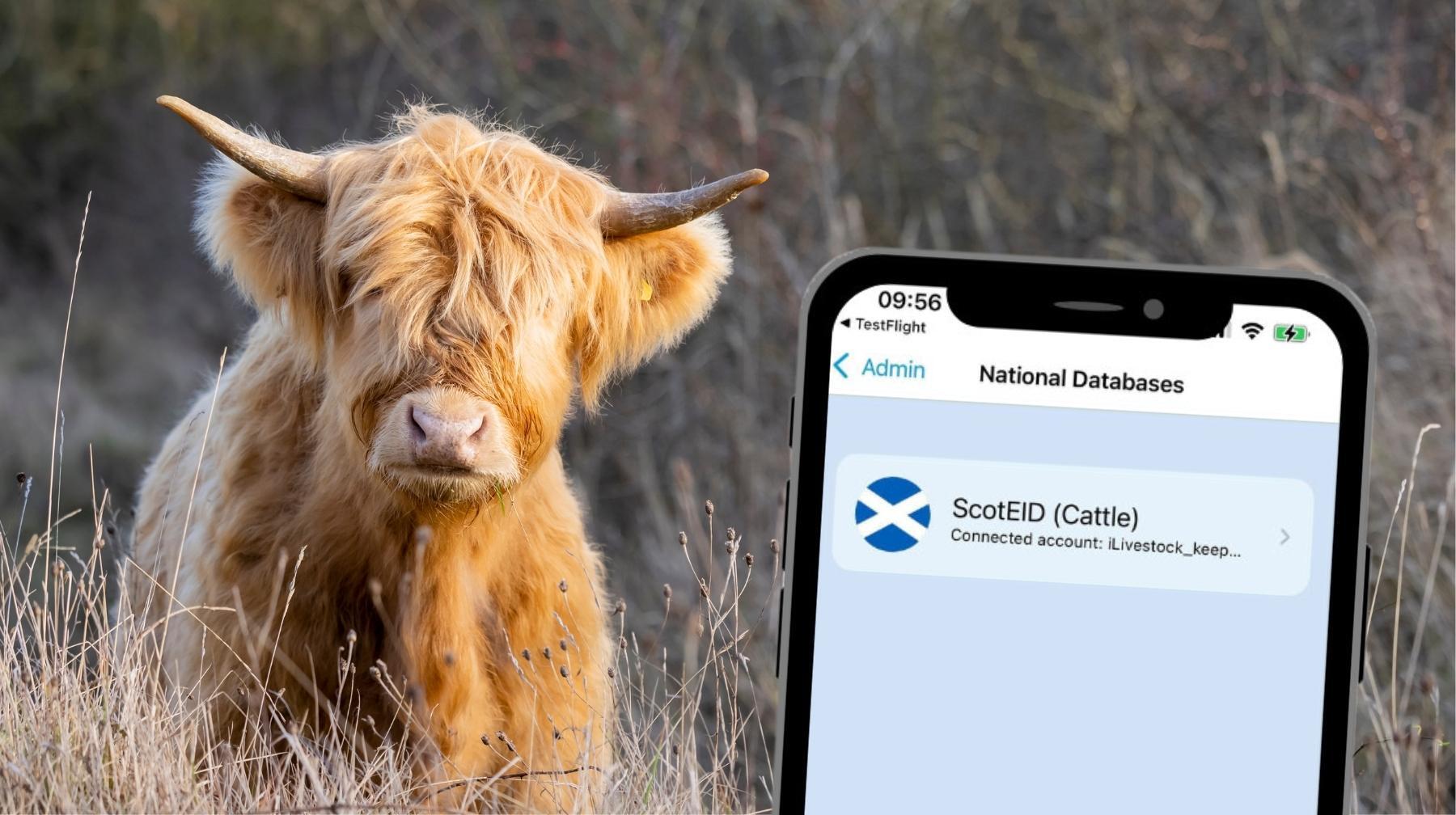 Keep Cattle Records Up to Date with ScotEID Integration