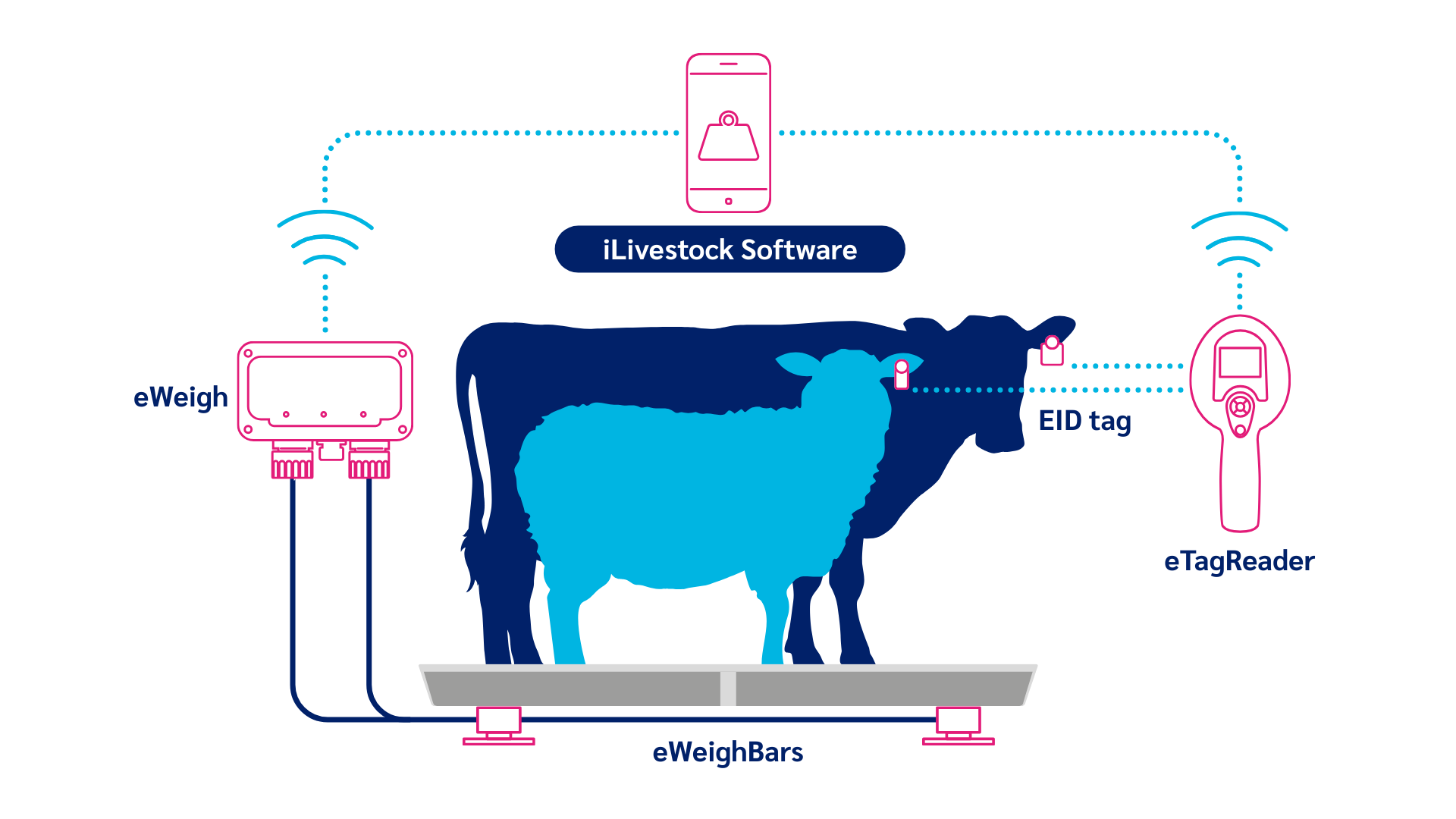 iLivestock Full System Sheep & Cattle