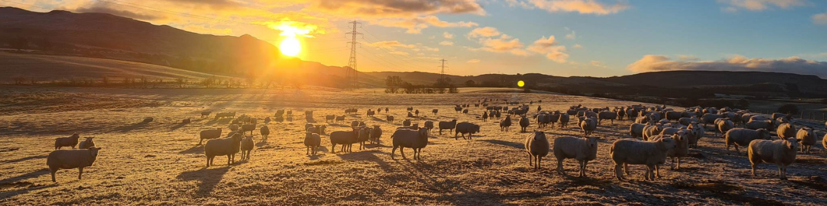 banner-duncan-family-farms