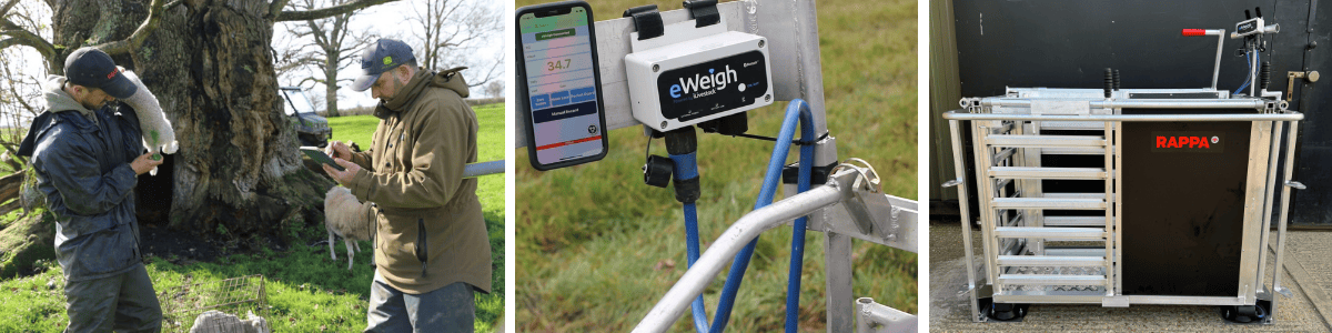 Farmers-recording-sheep-data-on-farm