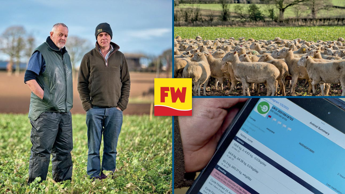 Shropshire Farmer Hayden Woolley Features on EasyCare Sheep Genetics