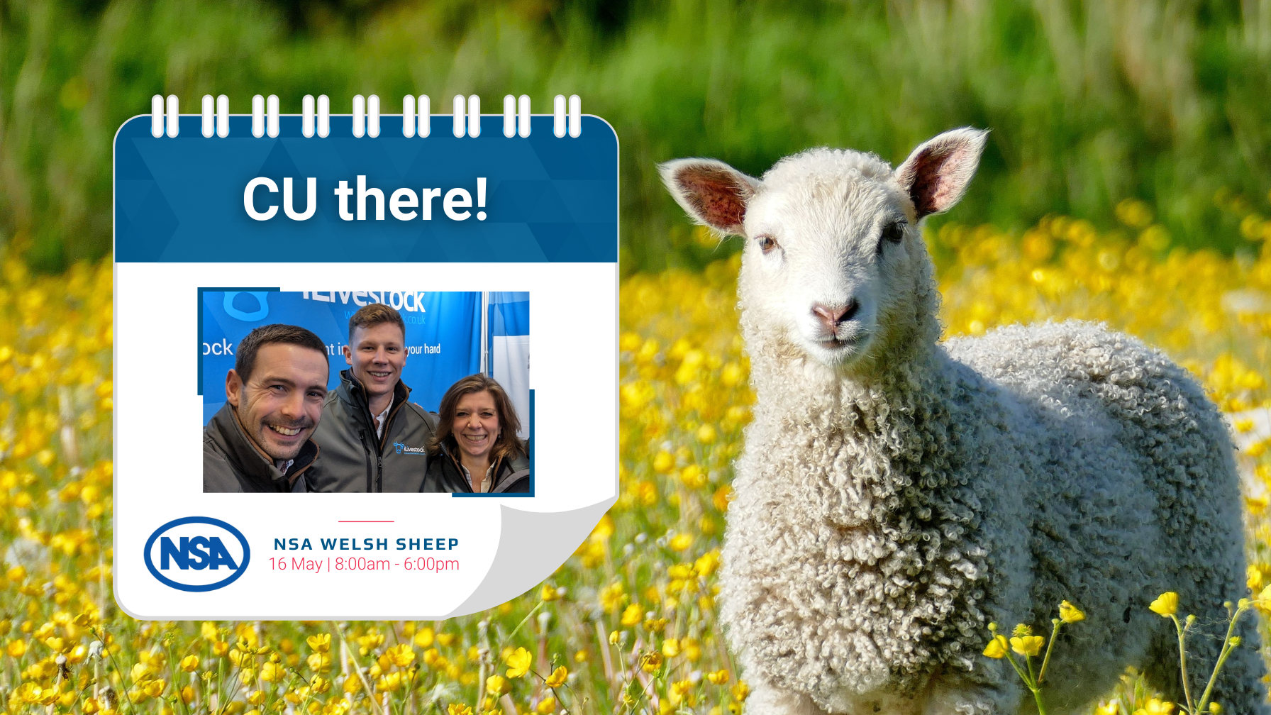 header-NSA Welsh-Sheep-event