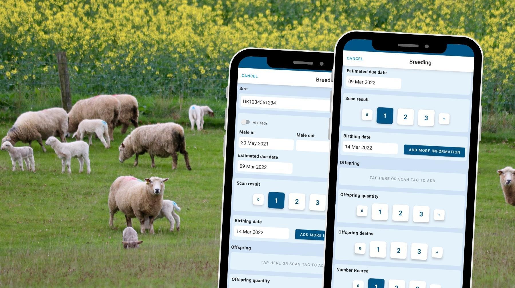 iLivestock Launches New Breeding Screens for Sheep and Cattle Farmers