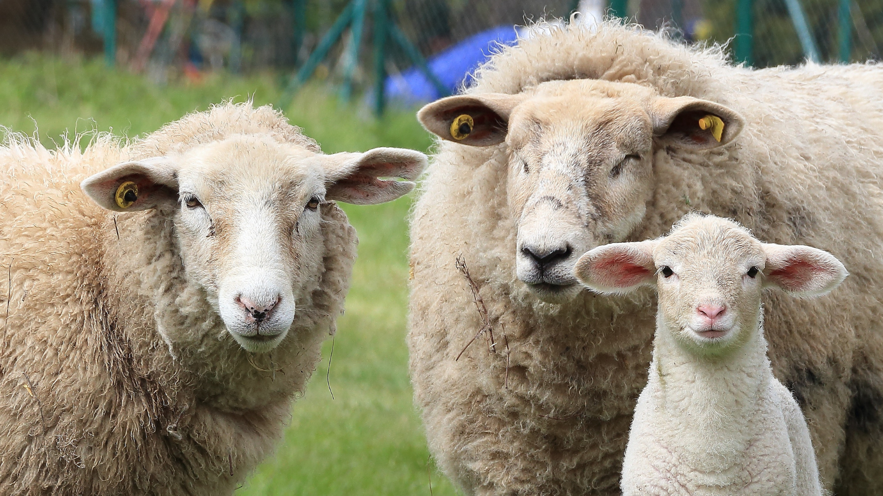 header-sheep-breeding-performance-reporting-1800x1008